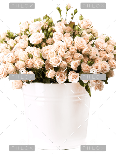 demo-attachment-157-bunch-of-creamy-roses-in-a-bucket-over-white-PLJ554Y-e1585206356671
