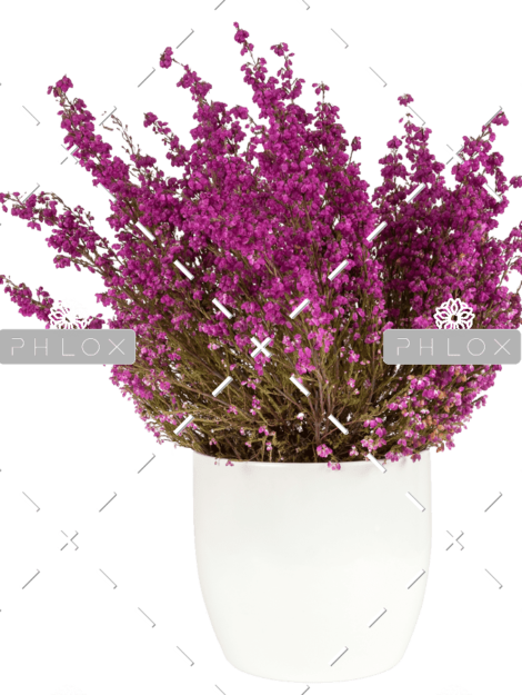 demo-attachment-152-purple-heather-in-the-white-pot-P43SKSJ-e1585206384768